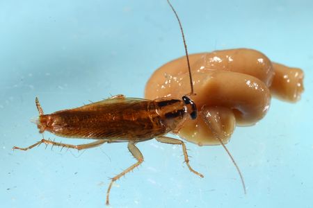 I, for one, welcome our new  insect overlords. 