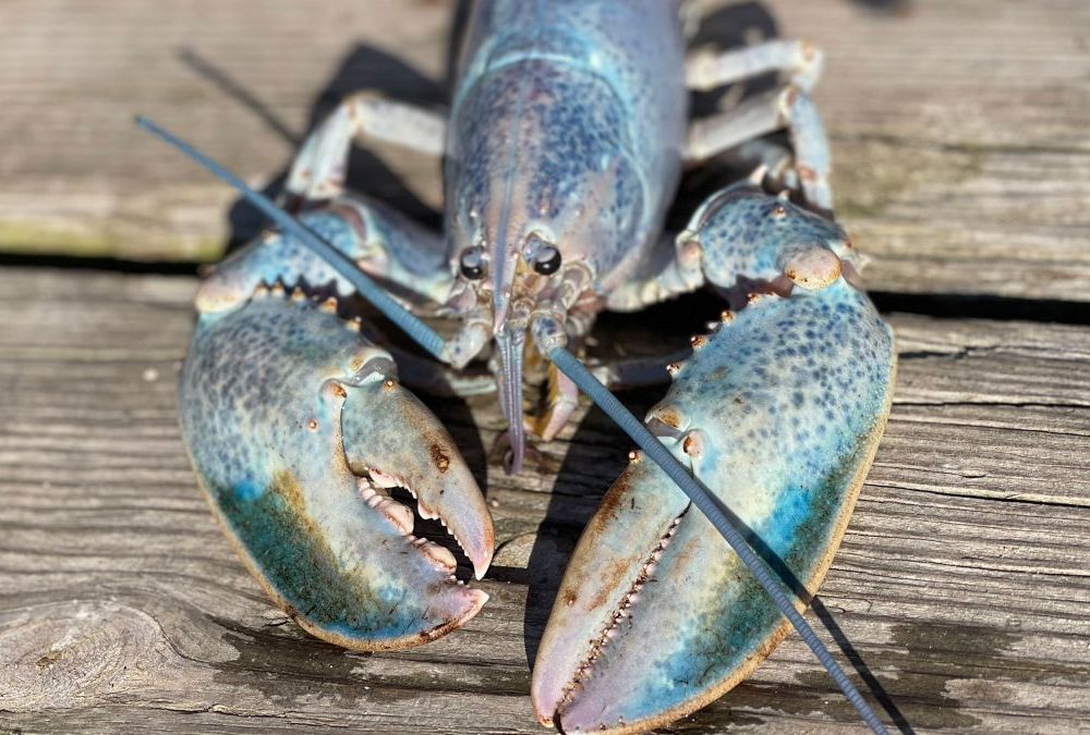 Extremely rare lobster caught in the Gulf of Maine