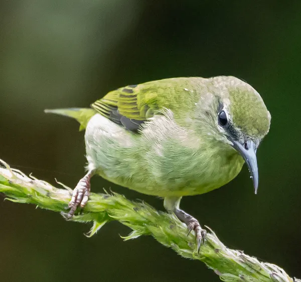 Female Red-legged Honeycreeper thumbnail