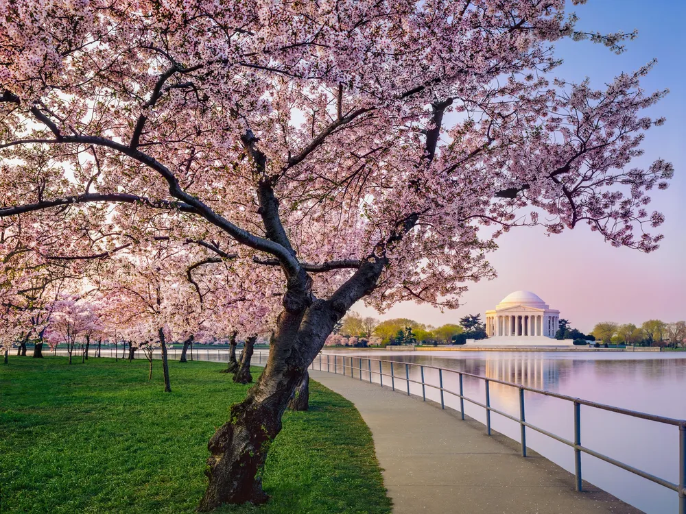 Cherry Blossoms at the National Air and Space Museum