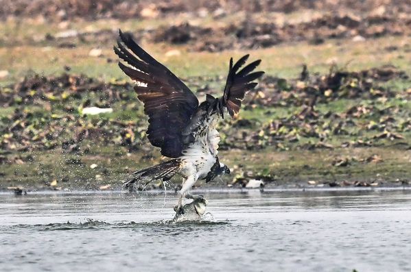 OSPREY WITH CATCH thumbnail