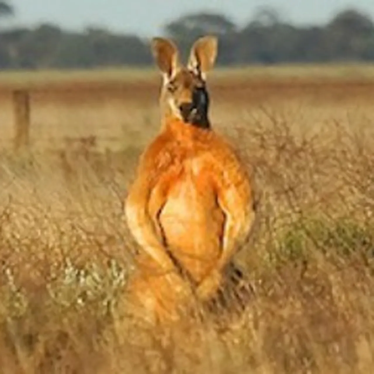 It's Not Just Men Who Flex Their Biceps at Women—Kangaroos Do, Too, image size:1280x1280