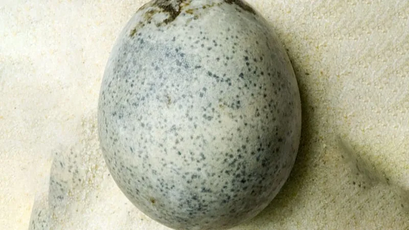 Rotten Eggs Smell - Archaeologists Find Ancient Eggs