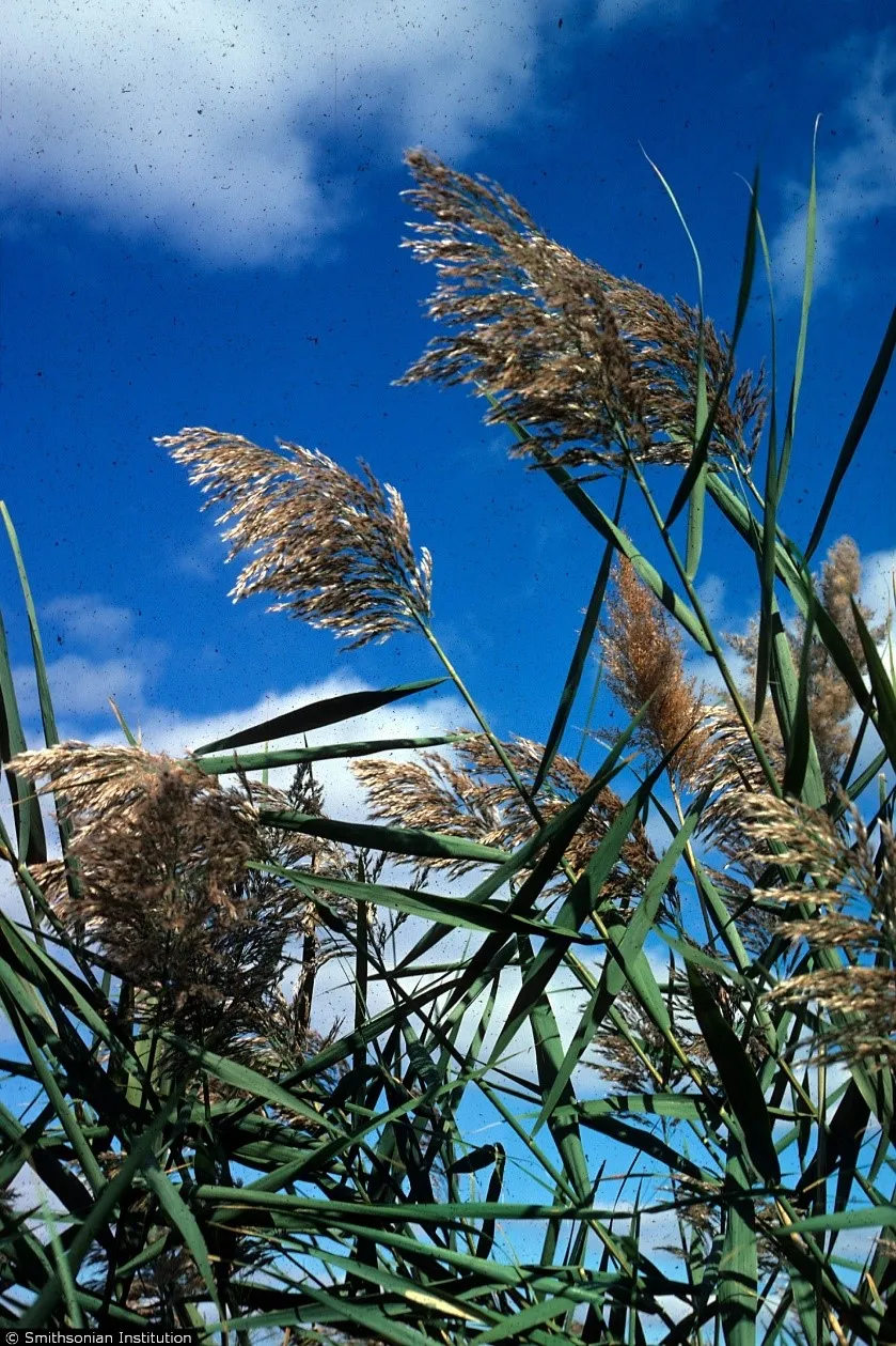 A close up of plants blowing in the wind.