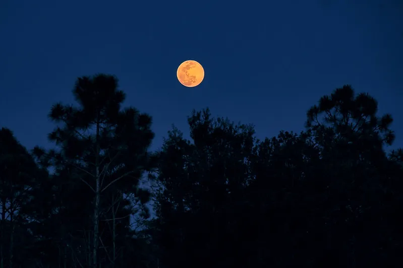 a full moon appears orange above trees