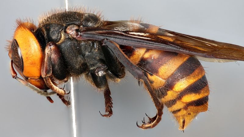 species of hornets
