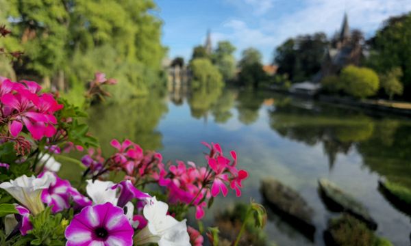 Flowers upon Canals thumbnail