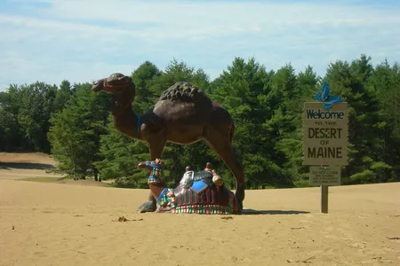 Camel statues mark the Desert of Maine, which is actually not a true desert.