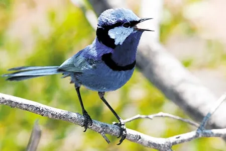 Splendid Fairy-wren (Malurus splendens splendens) calling.