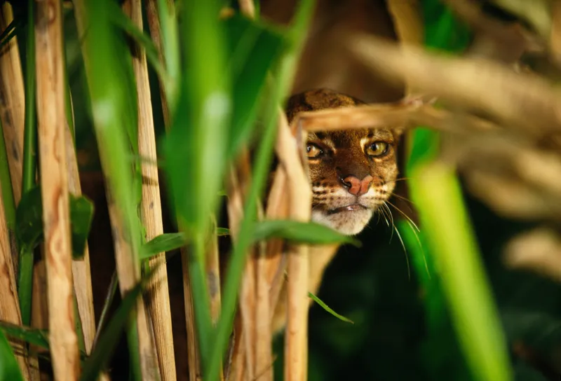 Ten Amazing Small Wild Cats, Science