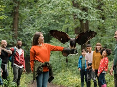 A Harris hawk lands on a girl's arm to collect the bait.