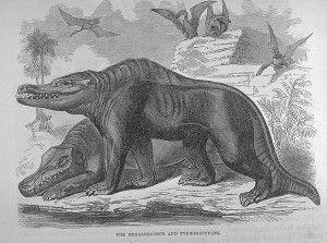 20110520083207Early-Megalosaurus-Restoration-300x223.jpg