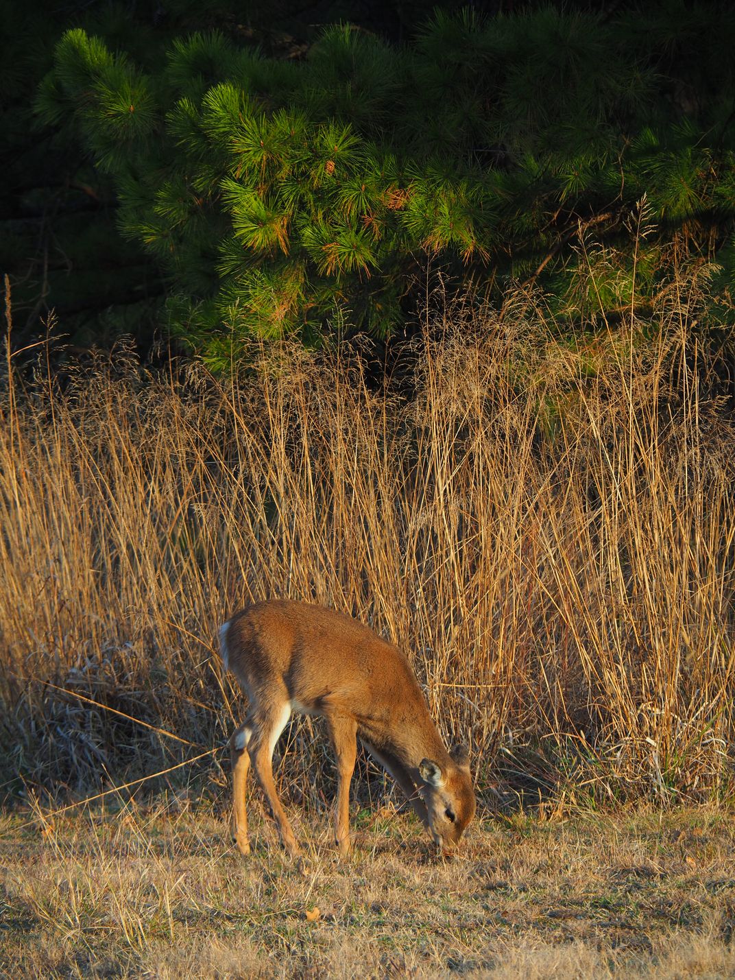 A young white-tailed deer eating the fall grass | Smithsonian Photo ...