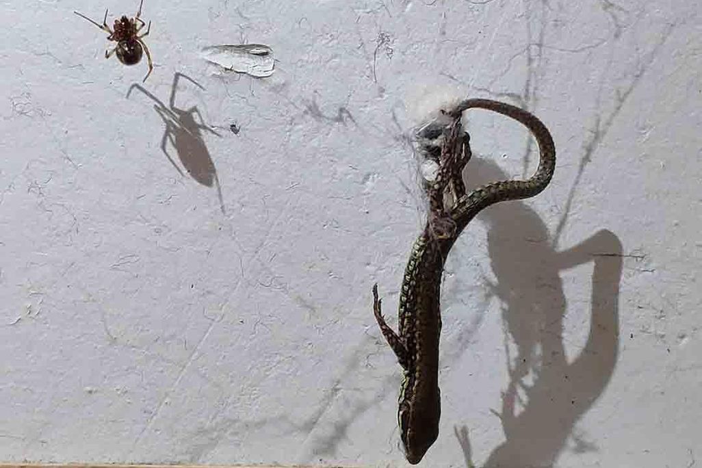 A photo shows a lizard hanging upside down in a spider web with a spider sitting on the web to the left