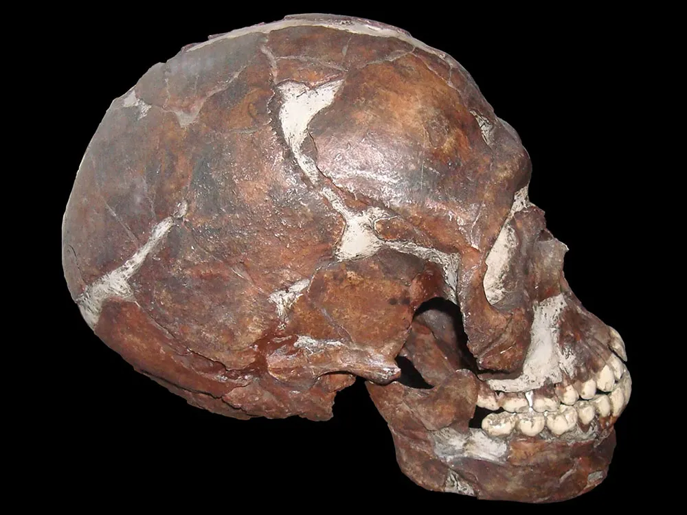 Skull From Qafzeh