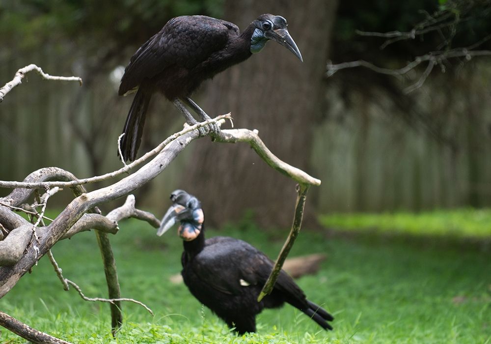 It's easy to spot the difference between Karl and Karoline (even without Karl’s beak). Karoline is smaller and has a blue and black throat sack. Like other male Abyssinian ground hornbills, Karl has a red and blue throat sack.