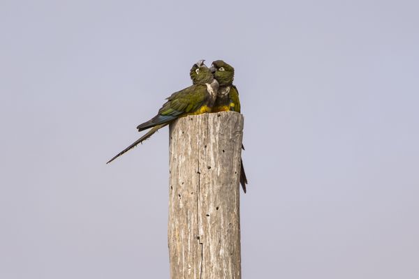 Parrots love thumbnail