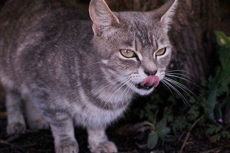 A feral cat, just trying to get by.