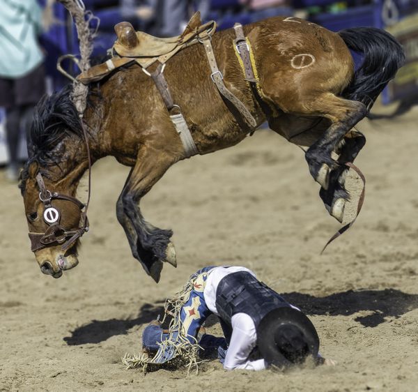 Cowboy lands under a bucking horse thumbnail