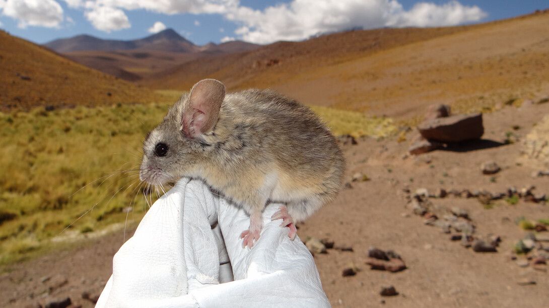 Here's How These Adorable Mice Can Live at an Extremely High Elevation Where No Other Mammal Is Known to Reside