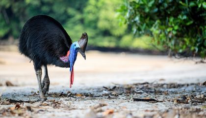 These Big, Fierce Birds Found Love in Australia—and Laid the First Southern Cassowary Eggs at the Adelaide Zoo in 34 Years