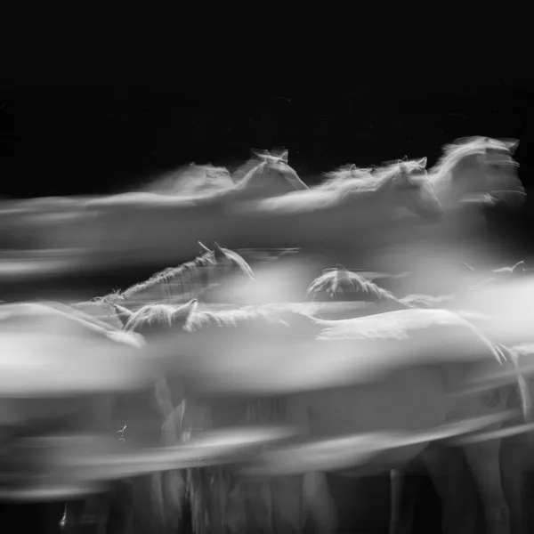 Mane Shadows Weaving the Night thumbnail