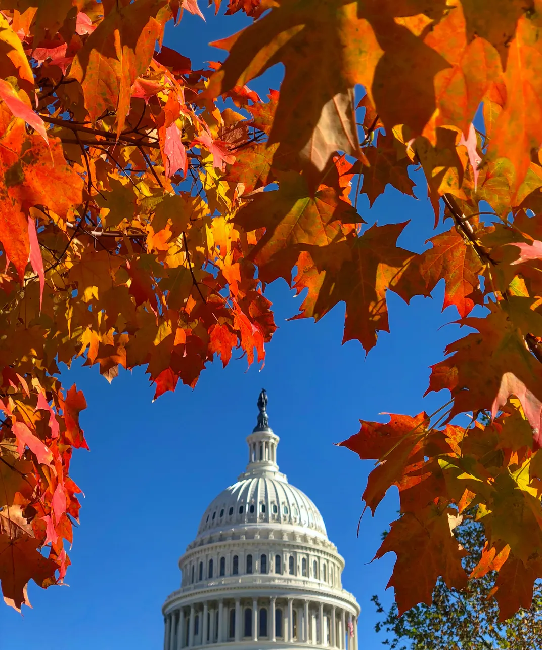 Fall Surrounds the Capital | Smithsonian Photo Contest | Smithsonian ...