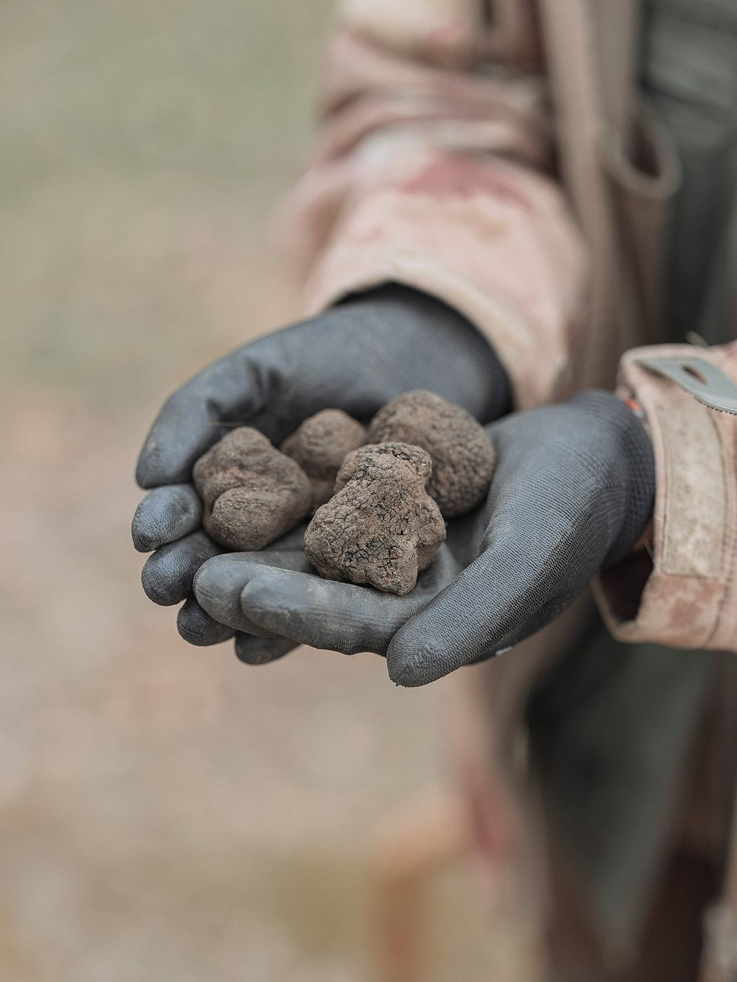 Ivana Karlić proffers black truffles