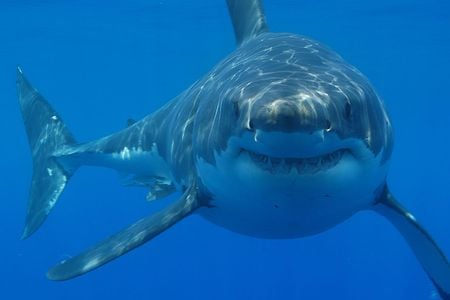 A great white shark, probably considering its species' triumph over the now-extinct megalodon
