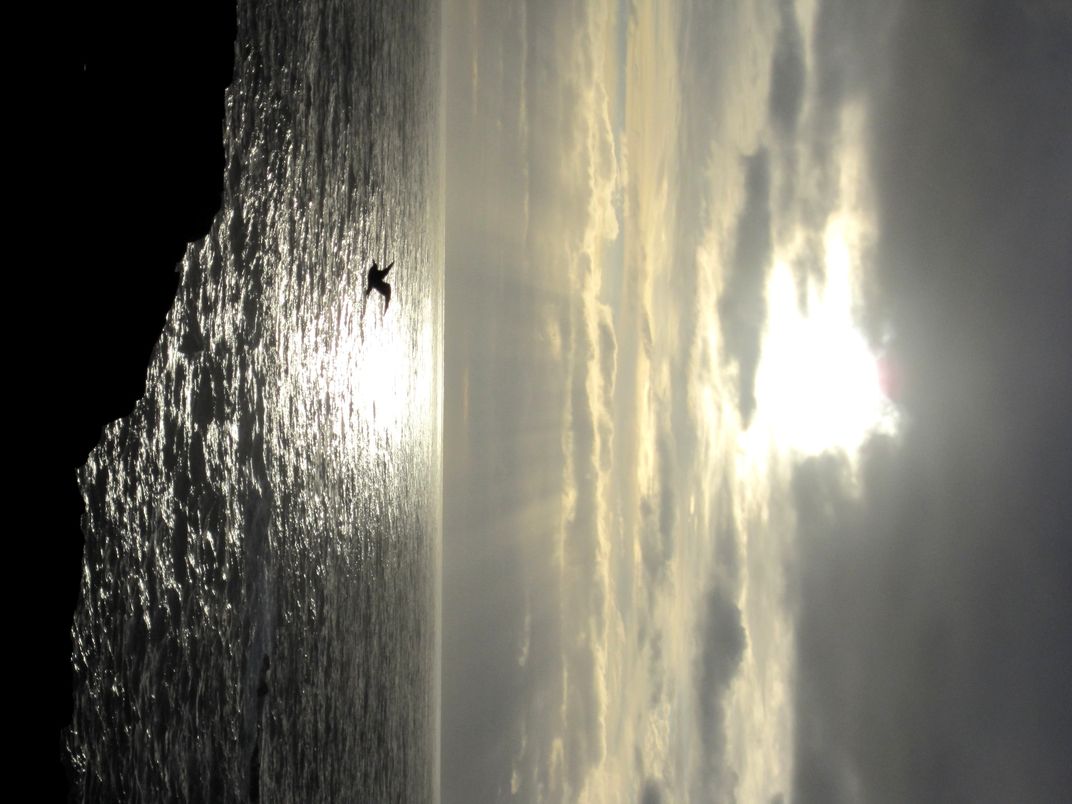 Bird Flying Over The Ocean Right Before Sunset Smithsonian Photo Contest Smithsonian Magazine