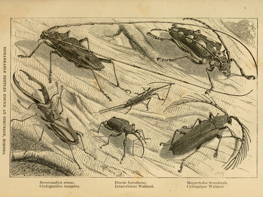 Some of the ‘remarkable beetles’ Wallace collected in Borneo.