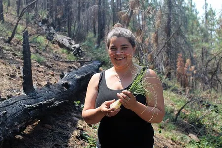 Carolyn Smith collecting beargrass in Klamath National Forest, 2015. For beargrass to be supple enough for weavers to use in their baskets, it needs to be burned annually. Ideally, it is burned in an intentionally set cultural fire, where only the tops are burned, leaving the roots intact. Prescribed fires in the Klamath National Forest are few and far between, so weavers “follow the smoke” and gather, when they can, after wildfires sweep through the landscape. 