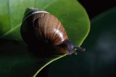 A photo of Achatinella mustelina