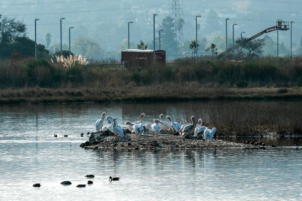 Pelicans and people coexisting. thumbnail