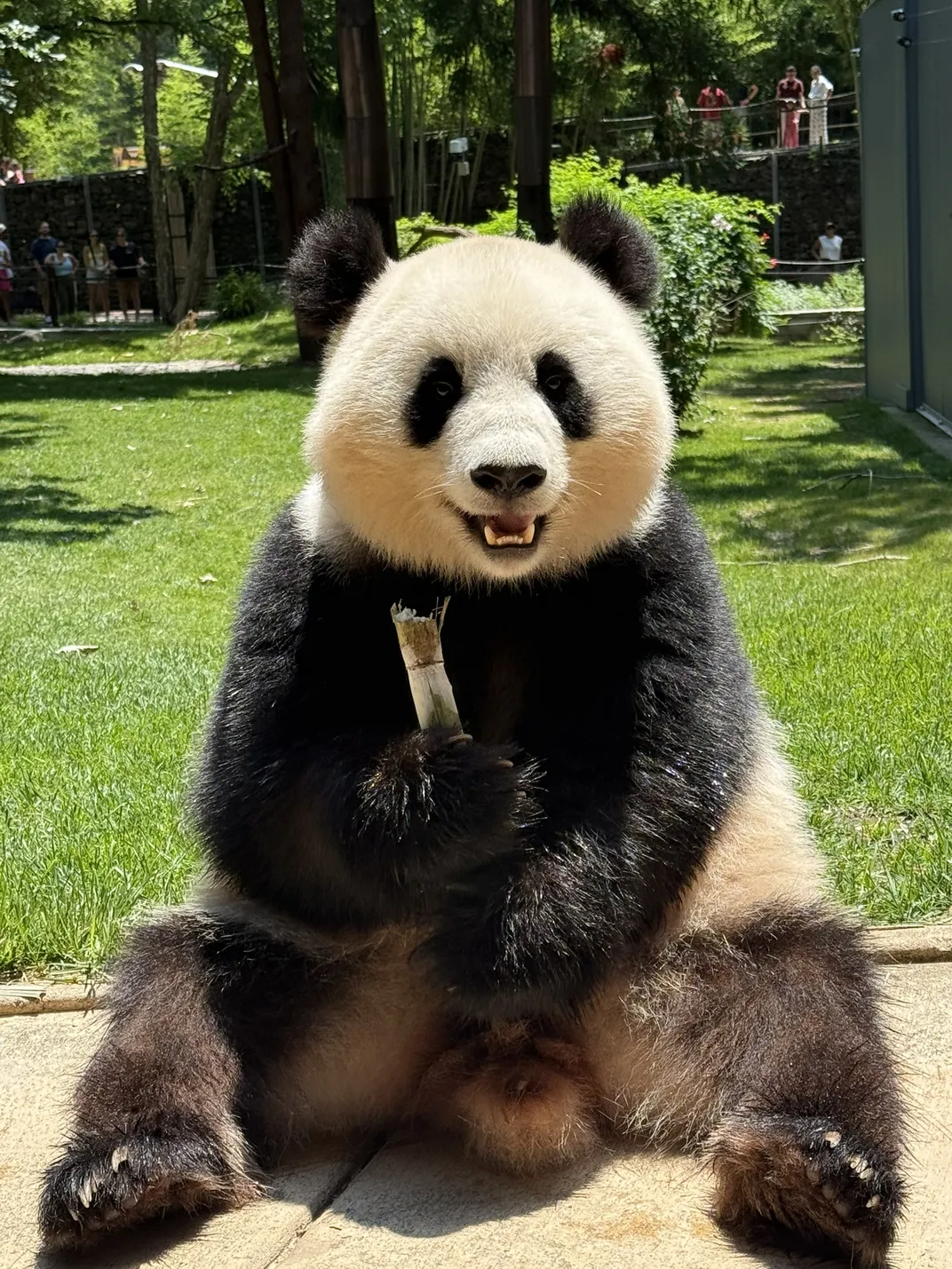 Qing Bao munches on a stalk of bamboo on July 30, 2025.