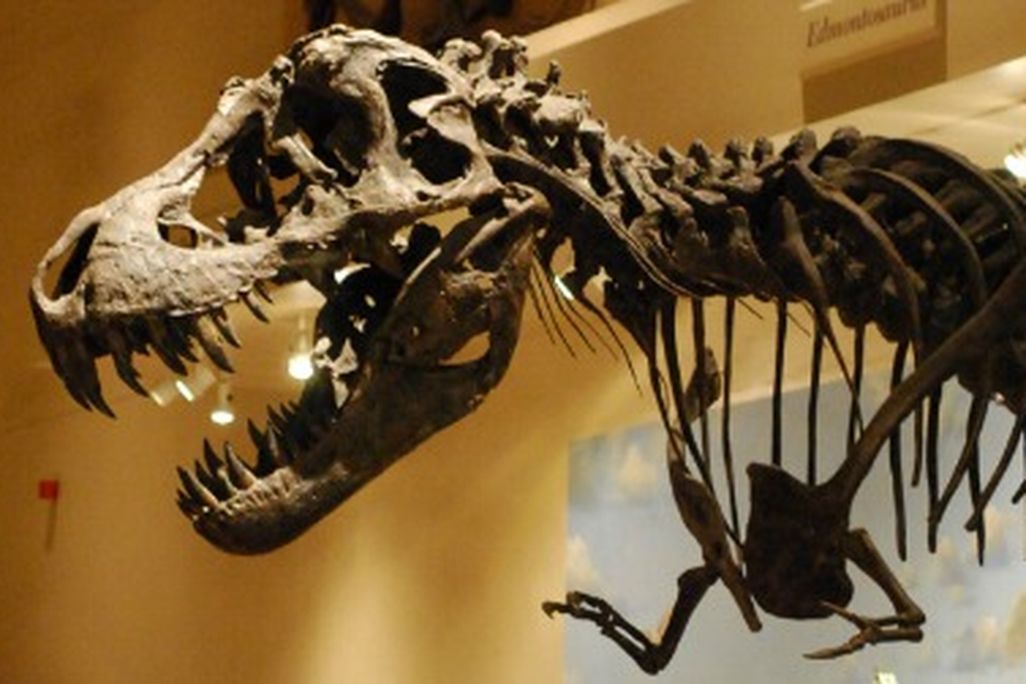 Visitors walk in the shadow of a reconstructed Tyrannosaurus at the Smithsonian's National Museum of Natural History.
