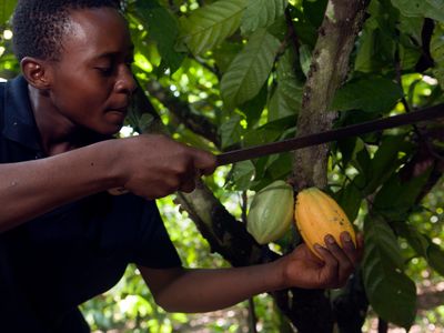 Harvesting a cocoa tree