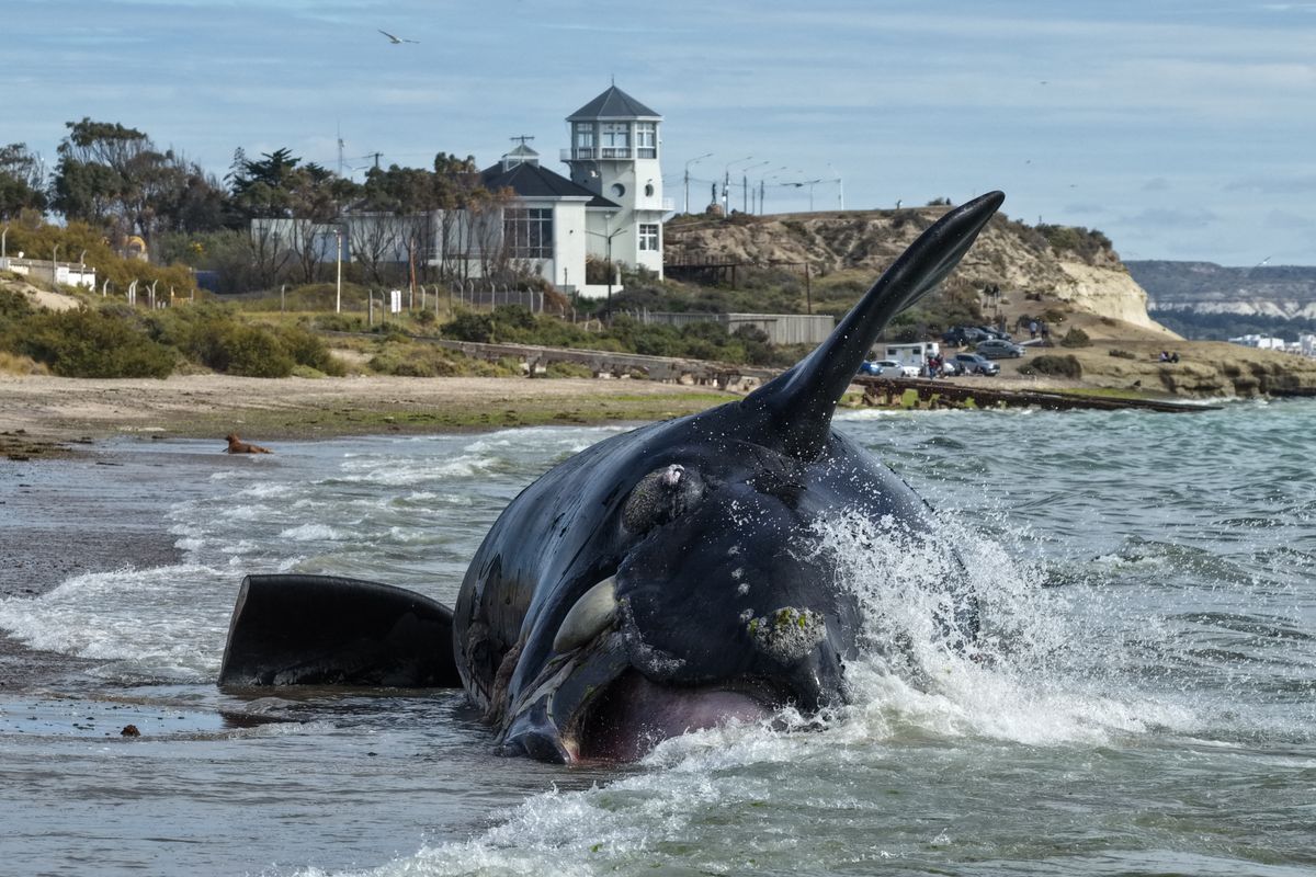 Hundreds of Baby Whales Have Died in Argentina This Year—and Scientists Are Scrambling to Understand Why