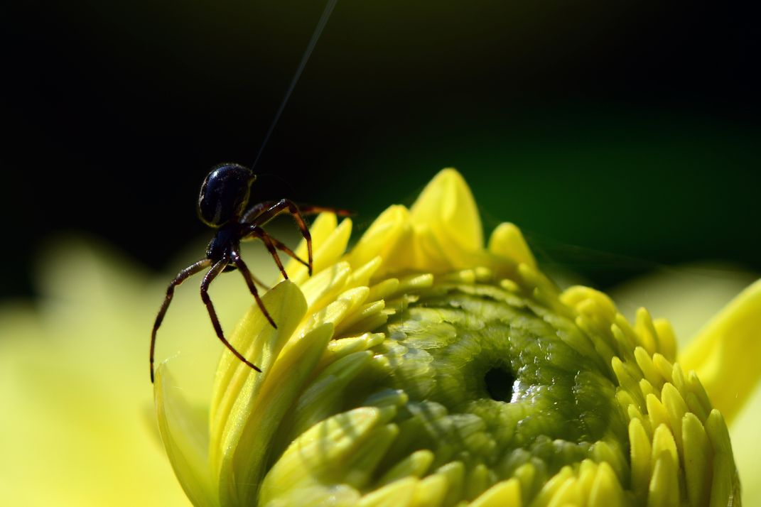 The spider on the flower | Smithsonian Photo Contest | Smithsonian Magazine