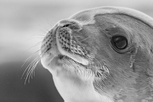Crabeater seal with bed-head thumbnail