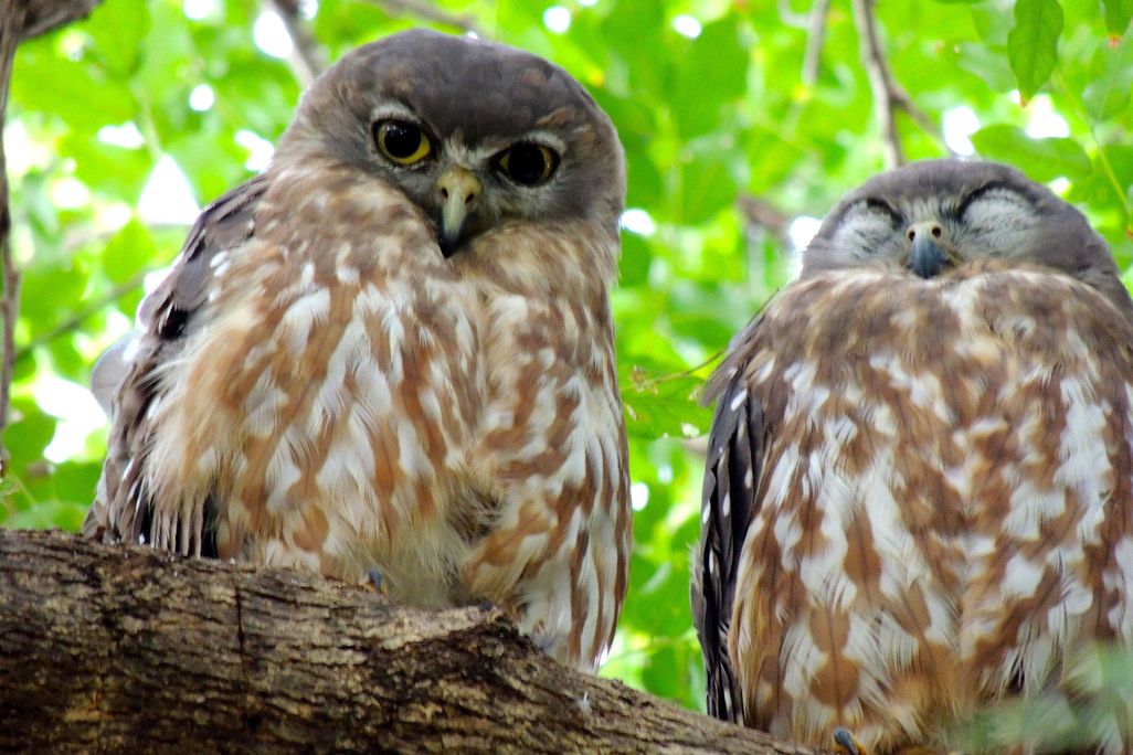 two large brown-feathered owls