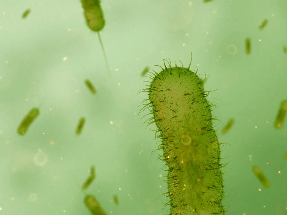 an illustration of green, tube-like cells, each with some hairs and a tail