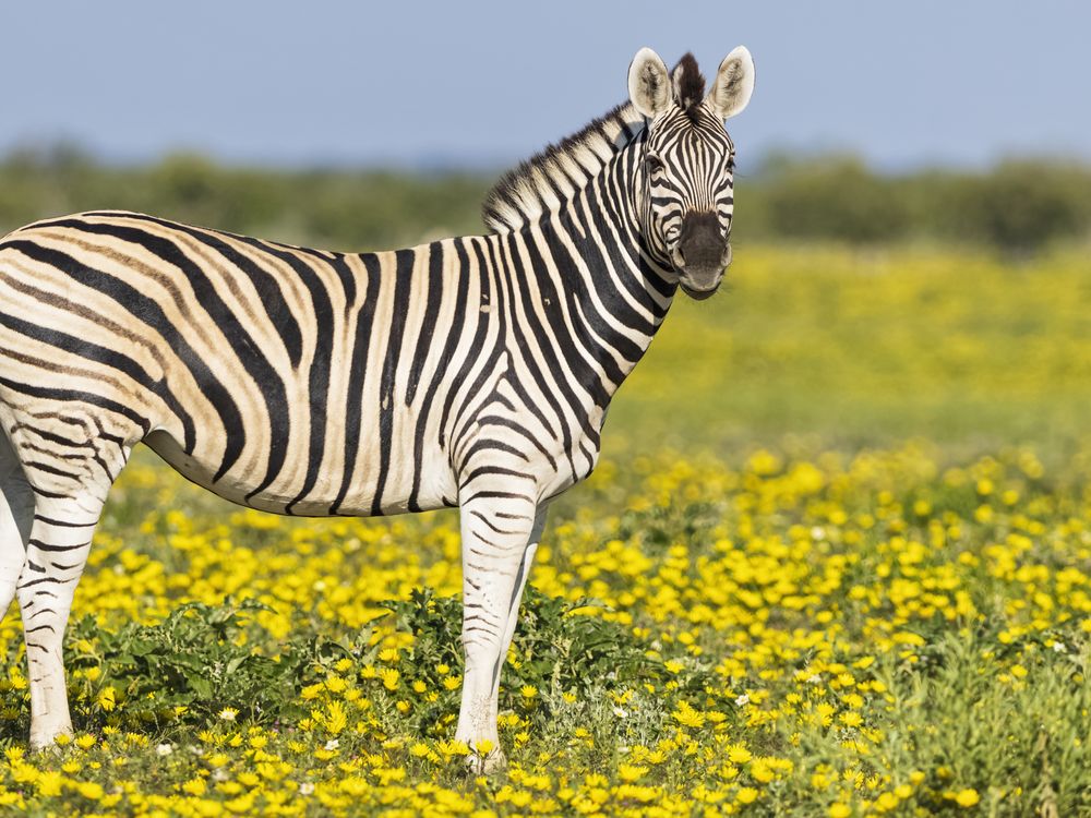 A zebra in a field of yellow flowers in Namibia