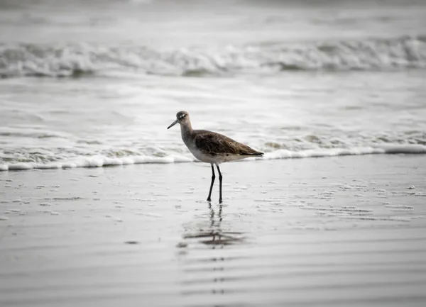 Willet on Mustang Island thumbnail