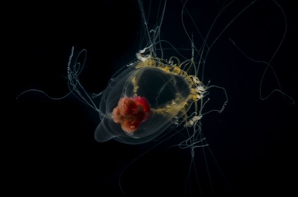 Small jellyfish Neoturris pileata thumbnail