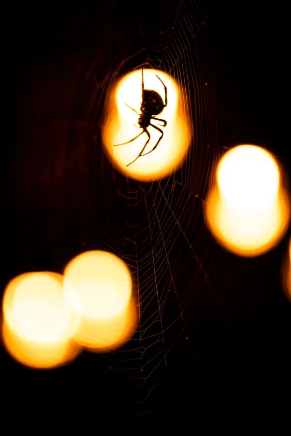 Spider in Web thumbnail