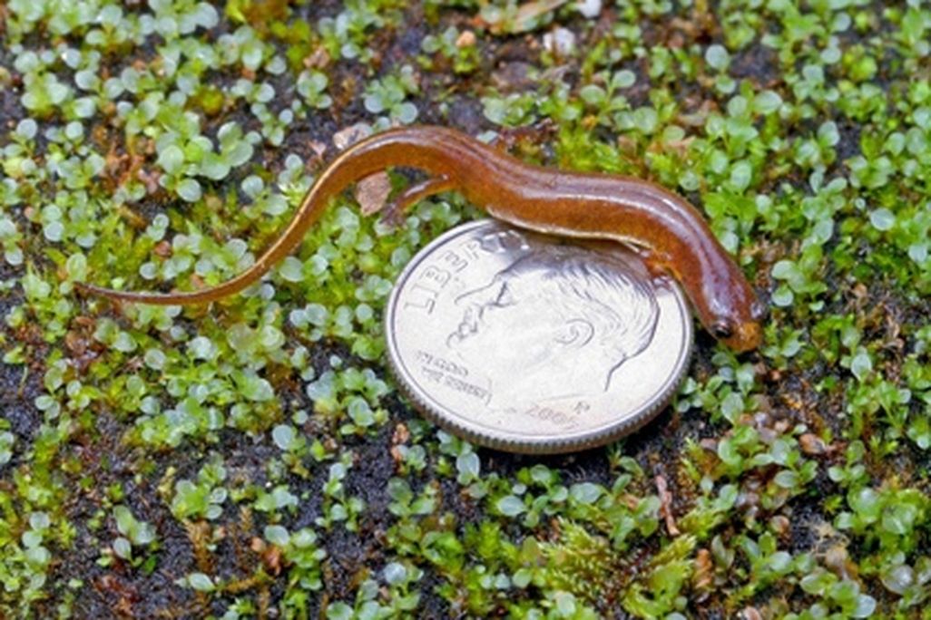 salamander.jpg