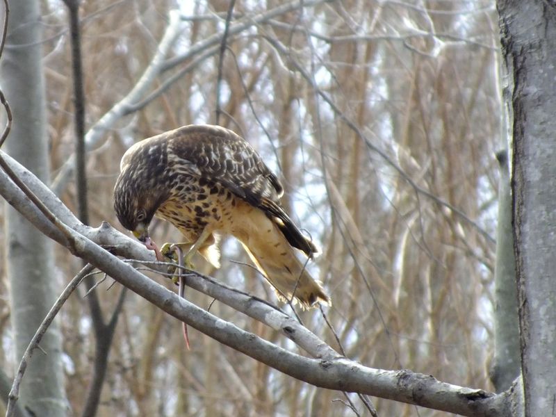 A hawk eating a snake breakfast on a winter's day. Smithsonian Photo
