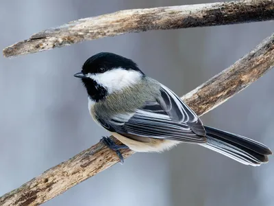 Black-capped chickadees&#39; ability to remember where they&#39;ve stashed food helps them survive barren winters.