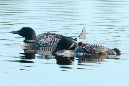 The world's oldest common loons, ABJ and Fe, in July 2020. The pair's 32nd and last hatched chick sits on Fe's back.